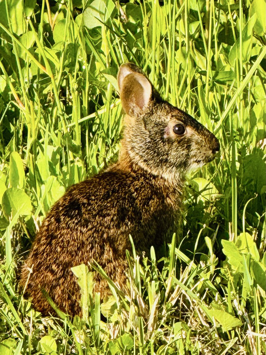 dolbyl's tweet image. Sunday vibes… #optoutside #getoutside #nature #naturephotography #lovefl