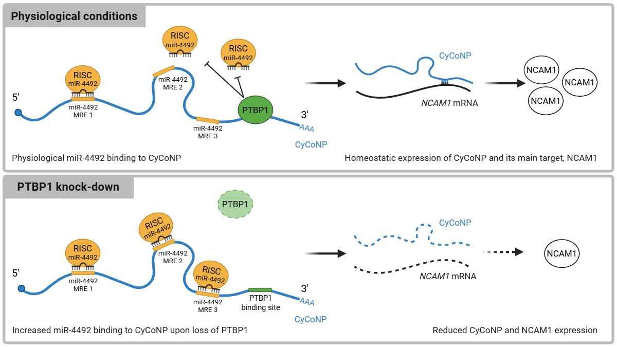 RNA tweet media