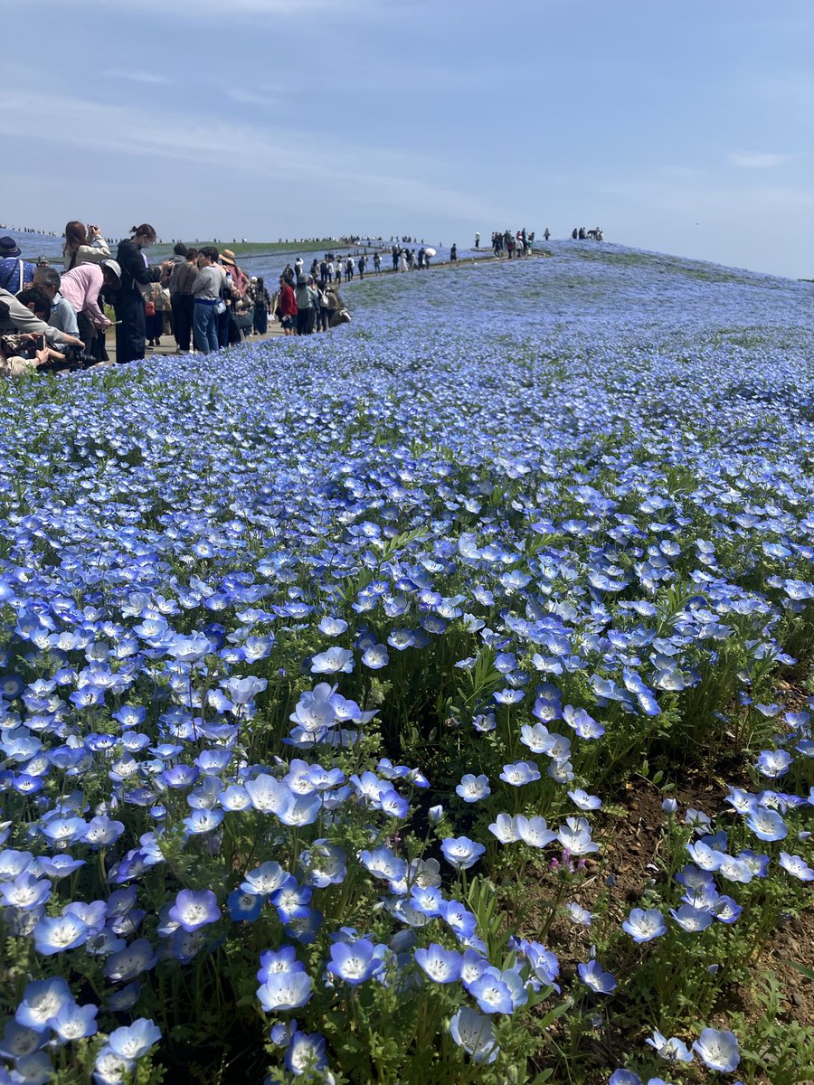 関美能留 tweet media