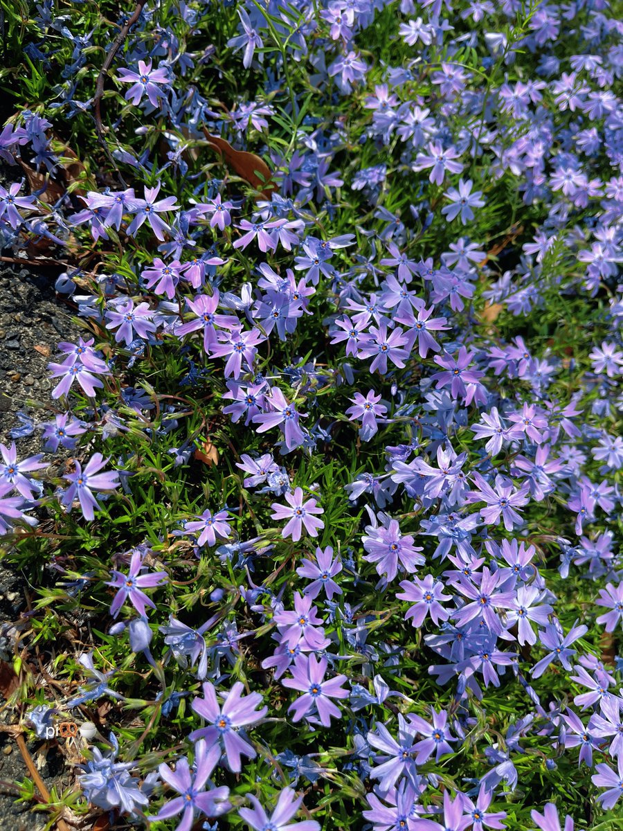 𝗉𝗂🥨🍚 tweet media