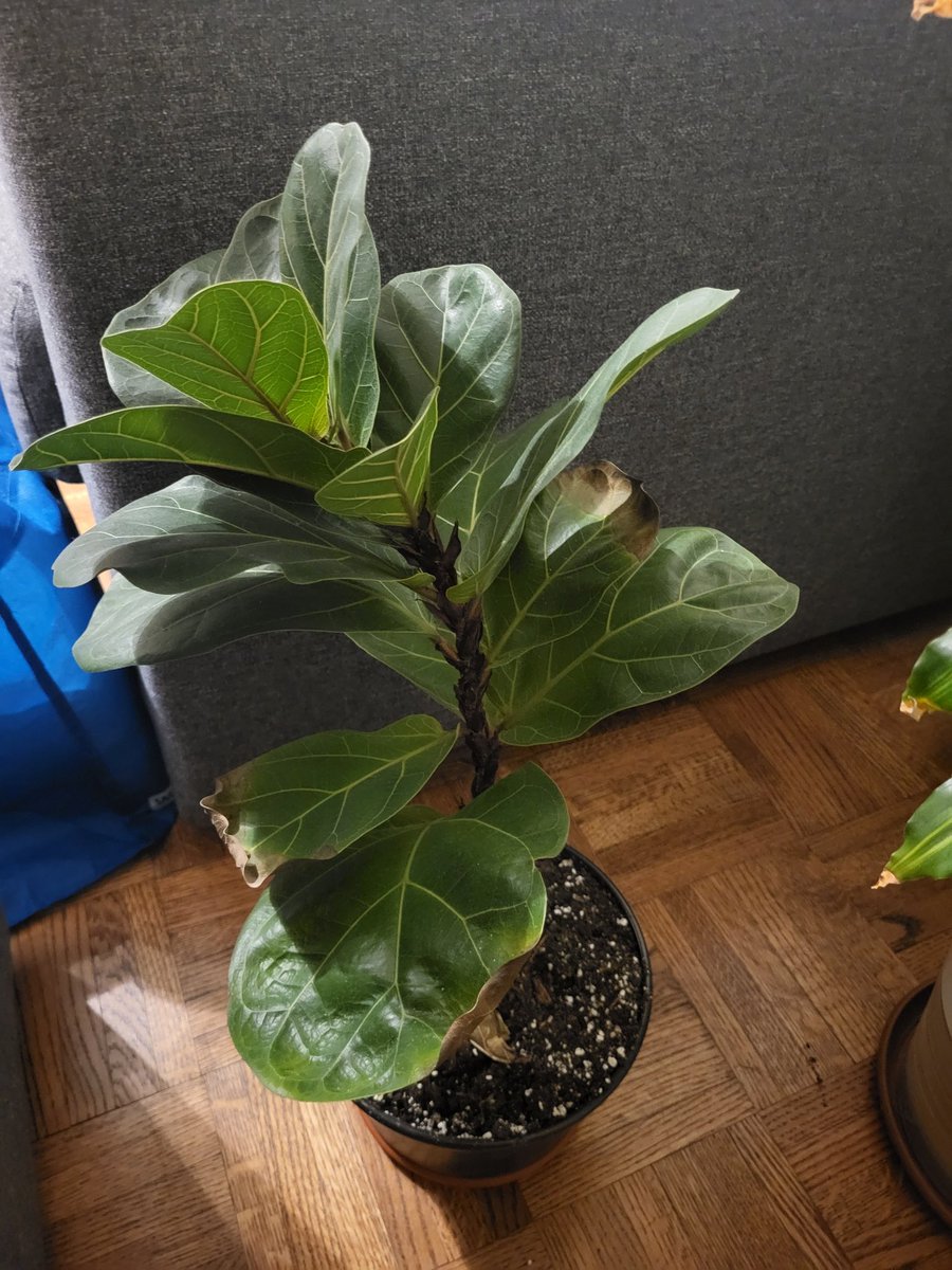 🍁زاها شدید tweet media