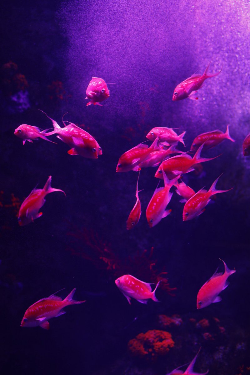 ushiropotun_223's tweet image. 📍うみの杜水族館

#photography
#CanonEOSR