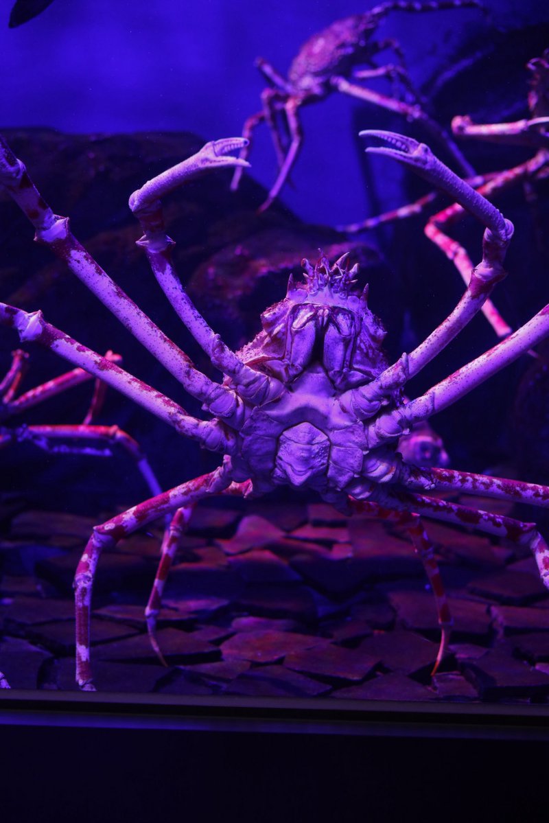 ushiropotun_223's tweet image. 📍うみの杜水族館

#photography
#CanonEOSR