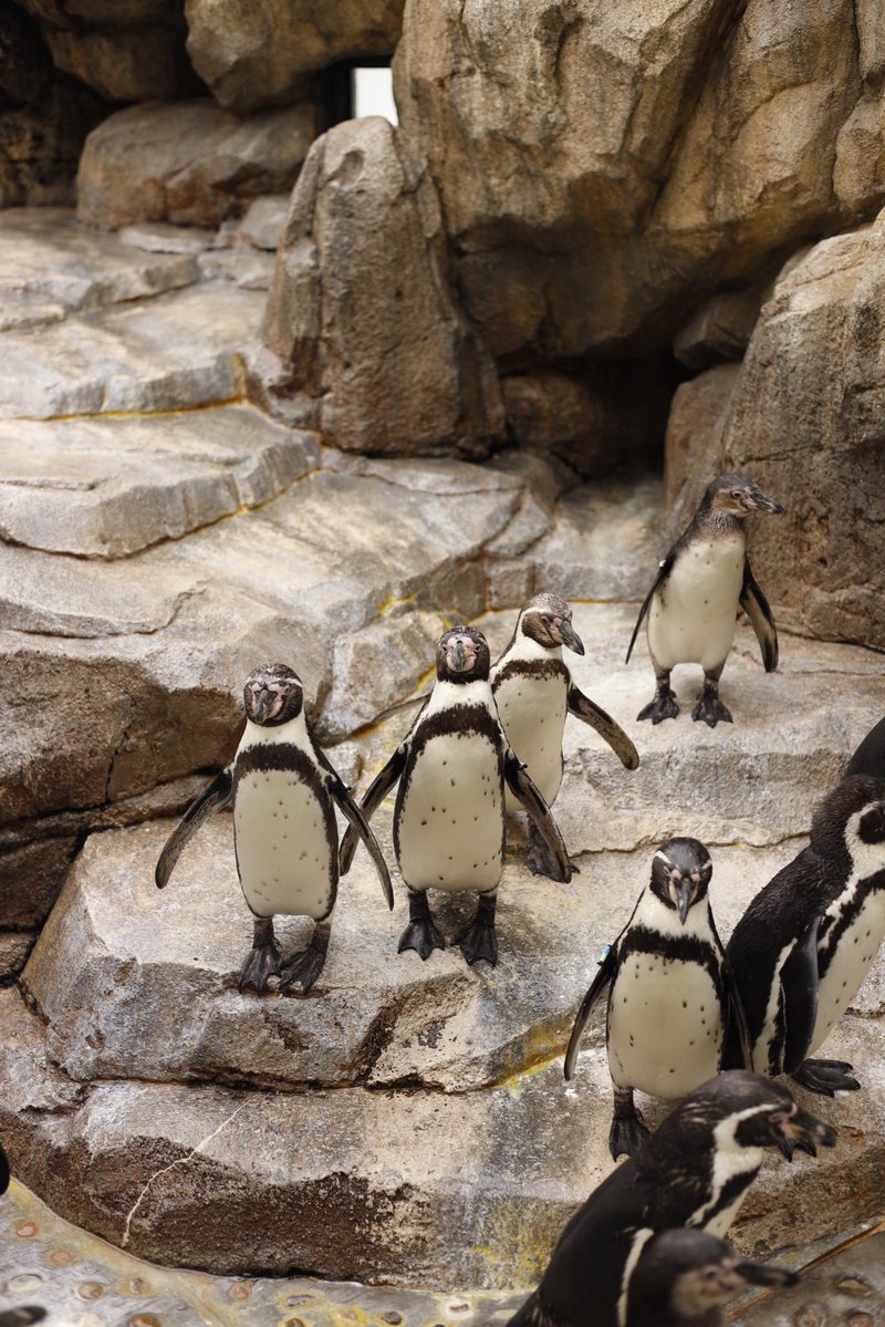 ushiropotun_223's tweet image. 📍うみの杜水族館

#photography
#CanonEOSR