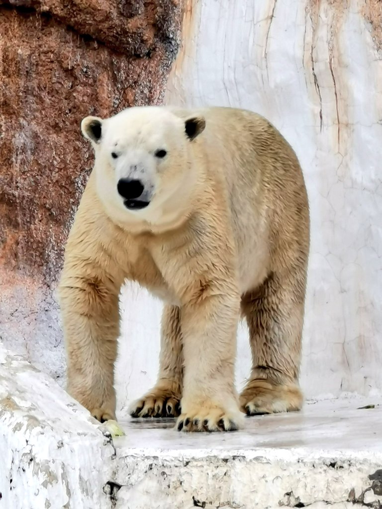 🌍K-ZOO.58🌎 tweet media