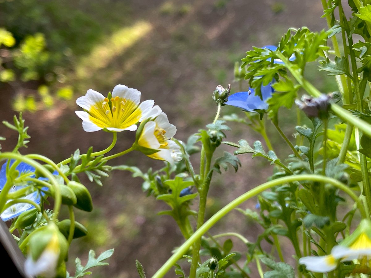 Arran（voice artist） tweet media