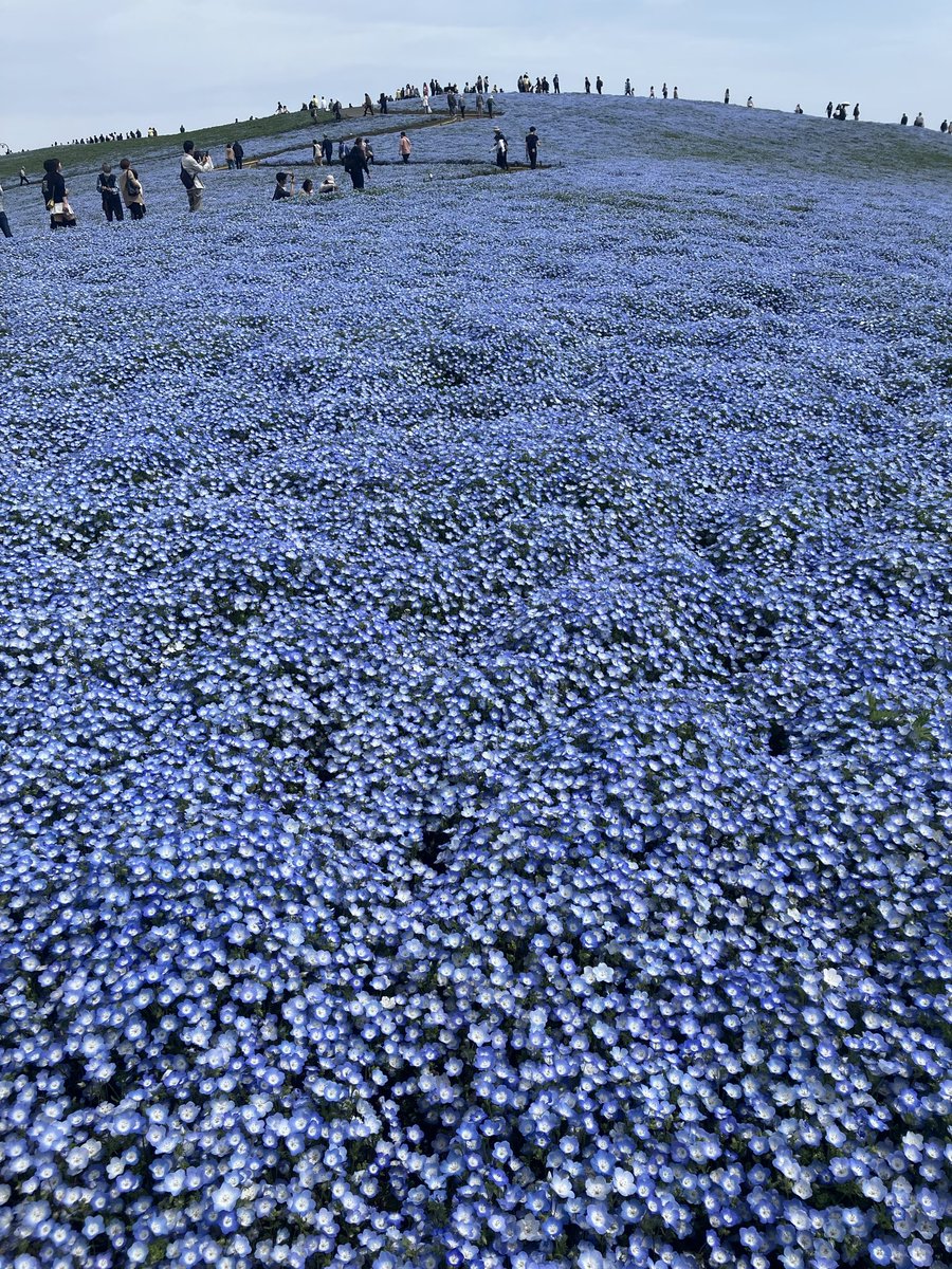 関美能留 tweet media