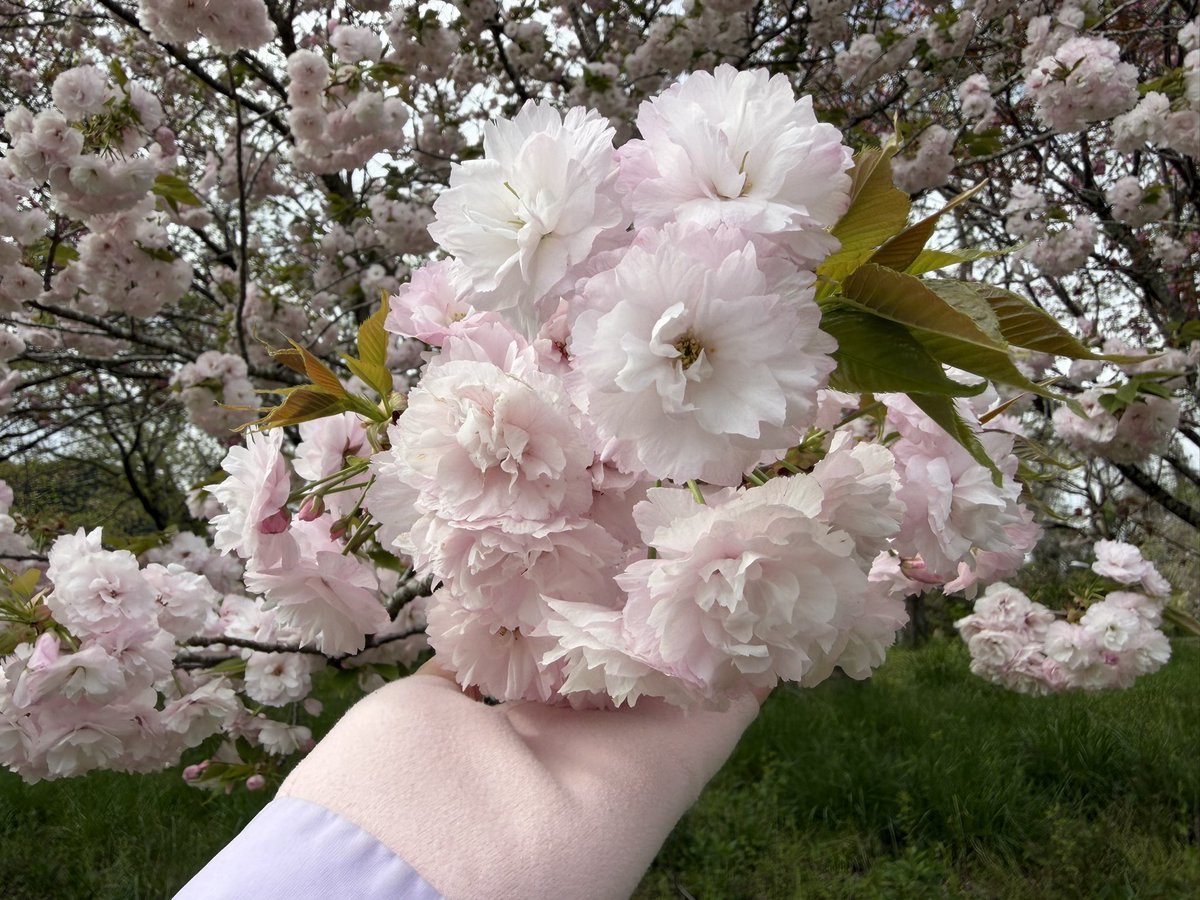 日常の中のfantasy 【所属:Team Mr.Children】 tweet media