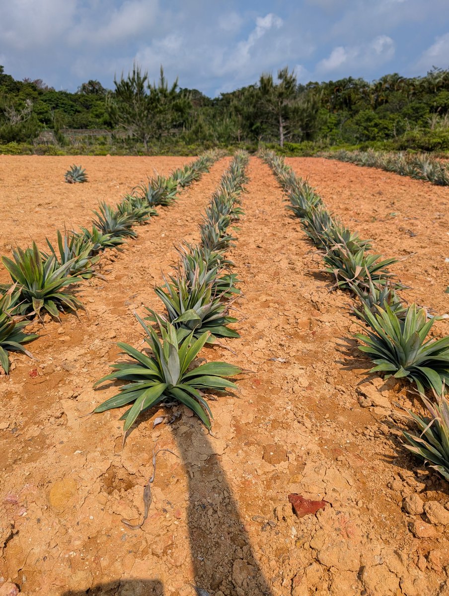 clearなflag(クリアなフラッグ) tweet media