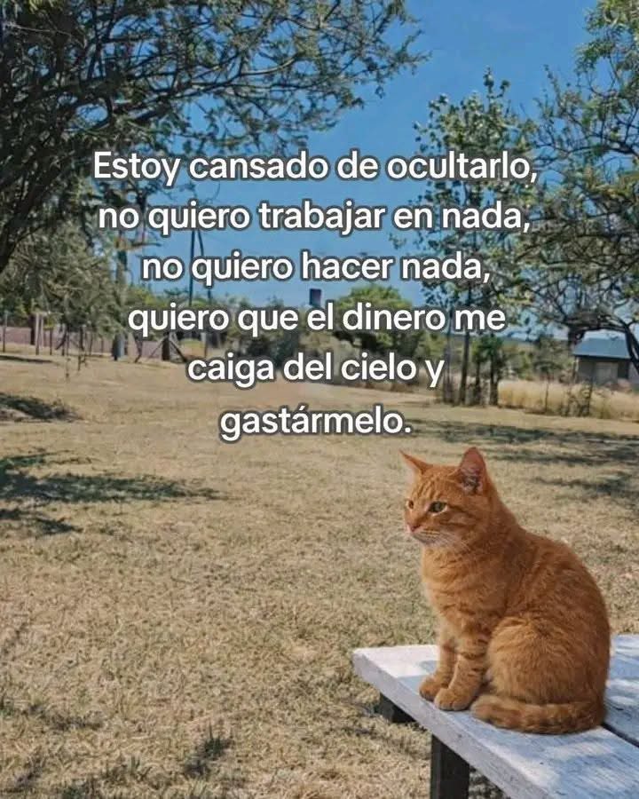 Dilo con gatitoz (@dilocongatitoz) on Twitter photo 