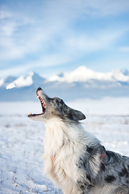 Matthew Russo tweet media