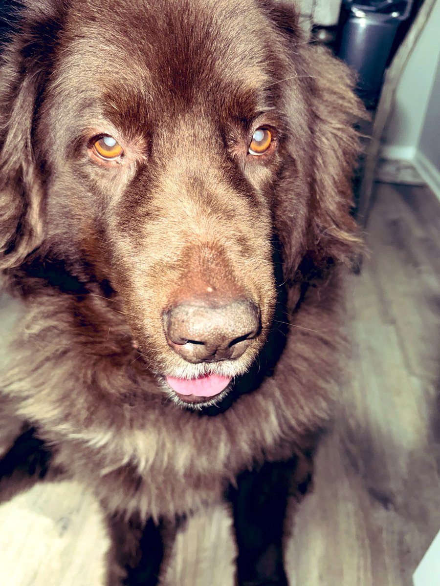 Kellypisme's tweet image. Mi Amor💞🐾#Newfies #seniordogs