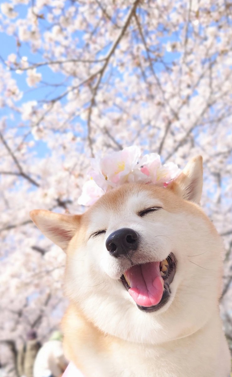 haratake tweet media