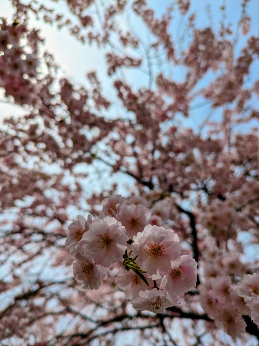 かめキティ(・∀・) tweet media