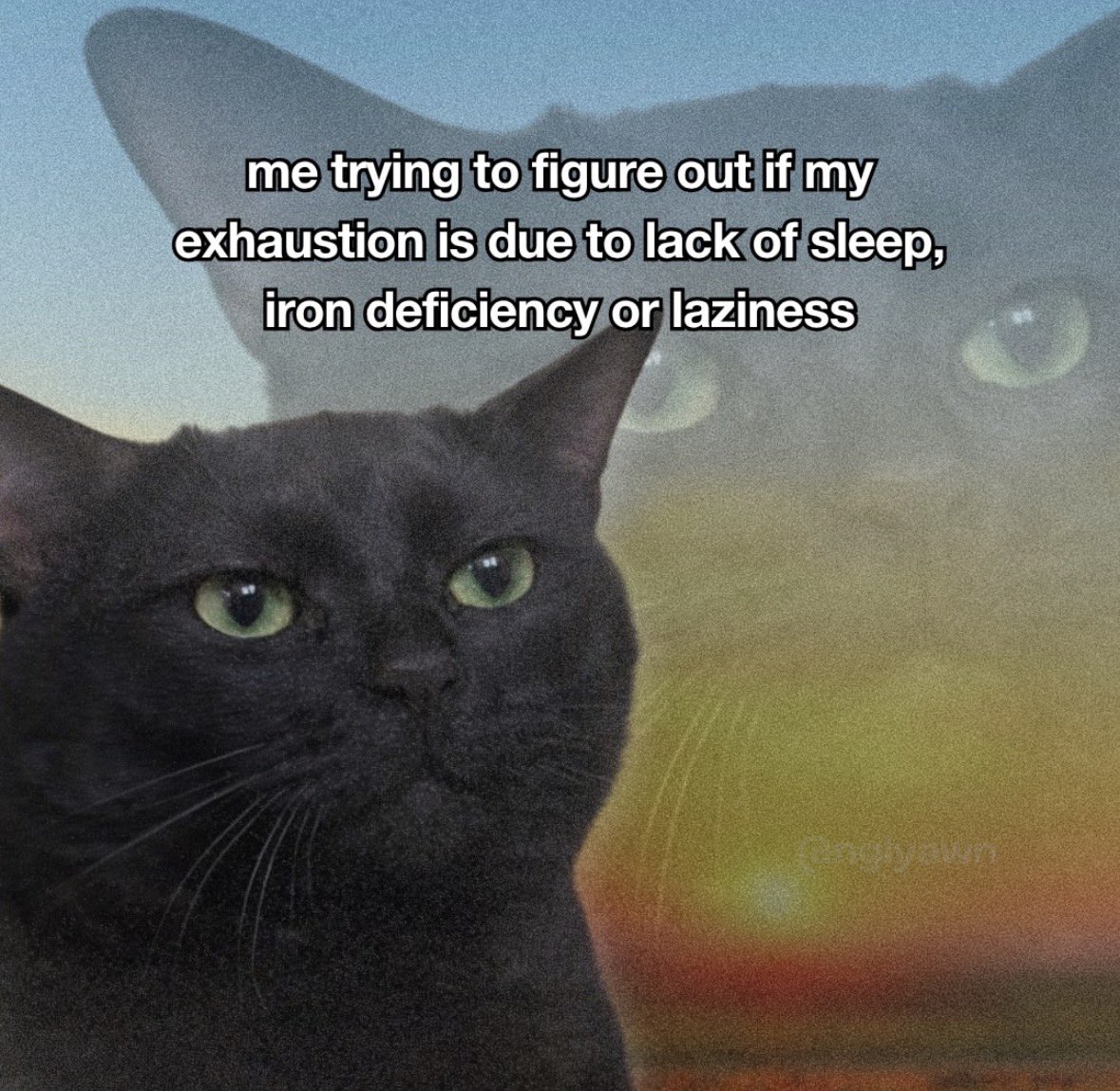 LiterallyMeCats tweet media