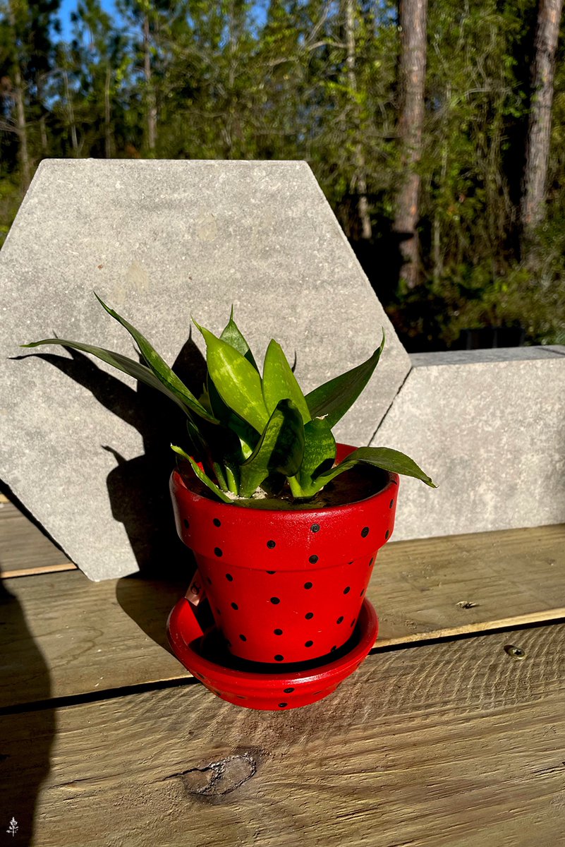 SoFlo @ TriplePineAcres tweet media