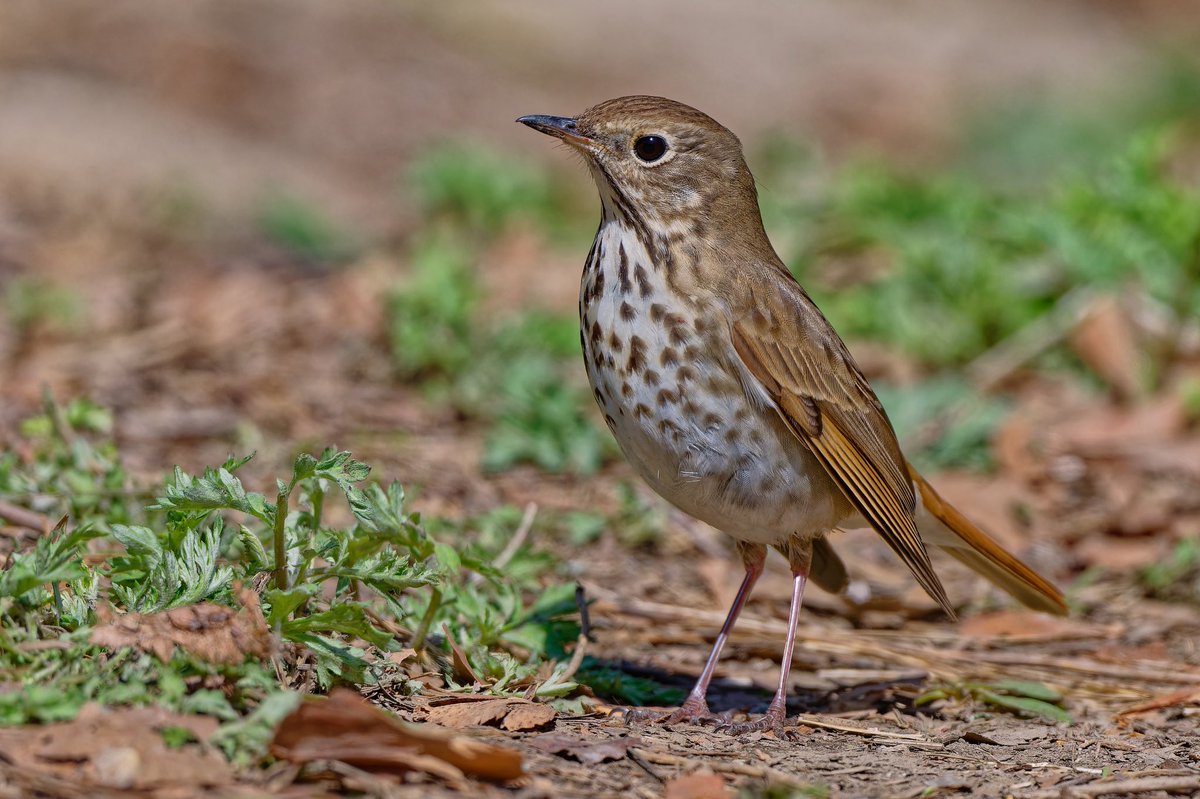 EJ Bartolazo tweet media