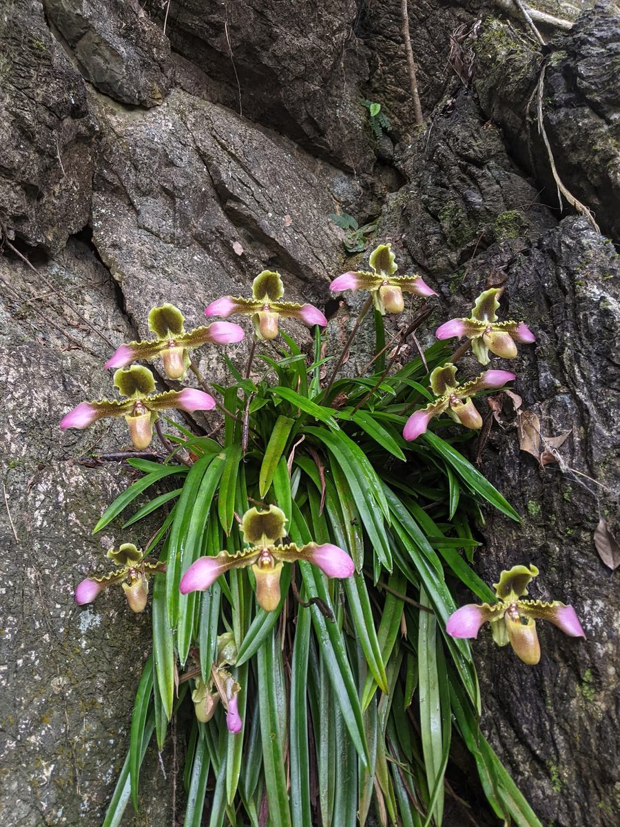 Cong Phan tweet media