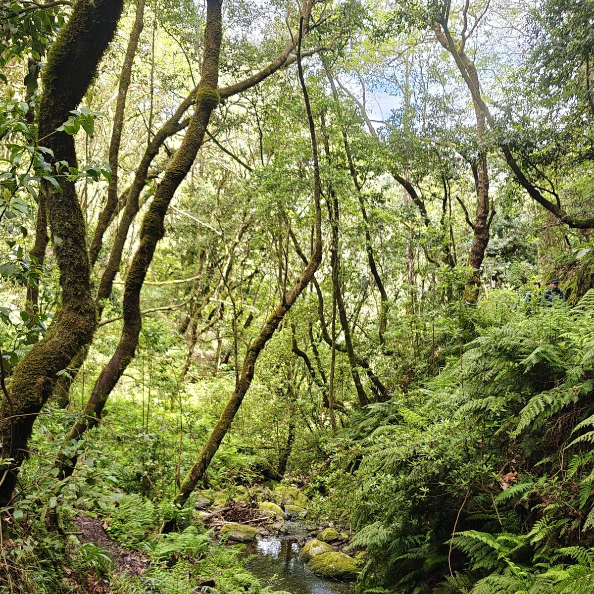 eugennesis's tweet photo. @PetitPlanetGame Madeira island. Beautiful forests full of lush nature and spectacular landscapes. It was an amazing trip! 💕 https://t.co/0wMs8iKLpD