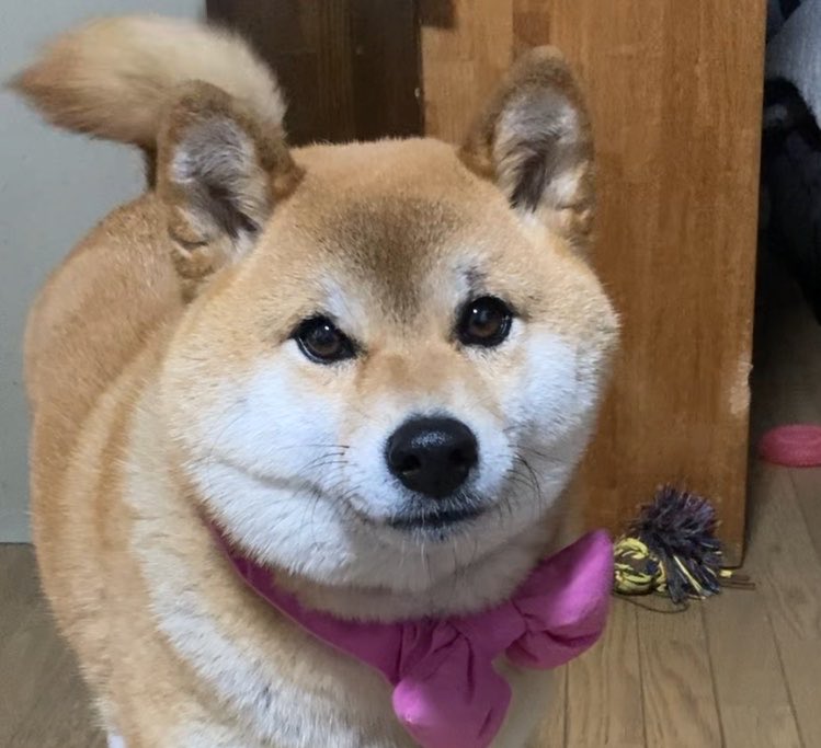 Takasan43228157's tweet image. 何人かの方から「柴犬界の橋本環奈」と言ってもらってますが、自分の時代的に「柴犬界の河合なお子」だと思っております☺️

#dogsofinstagram #shibainu #橋本環奈  #しばいぬ #柴犬 #心亜