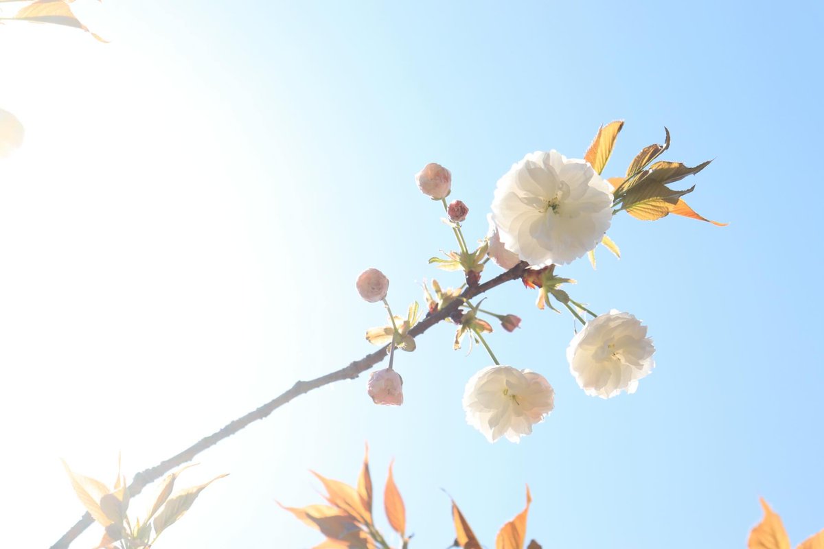 鉄腕バッシー tweet media