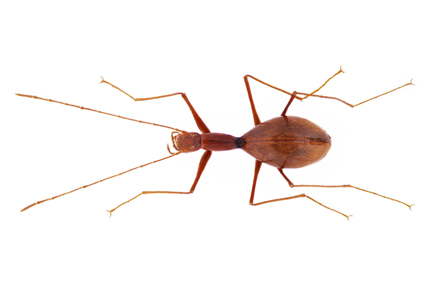 Zootaxa's tweet photo. Synonymization of #subspecies within #Anthroherpon #cylindricollis complex (#Coleoptera: #Leiodidae: #Leptodirini)
#taxonomy
https://t.co/Oy9dIJiPrt https://t.co/AuLsFHDY8T