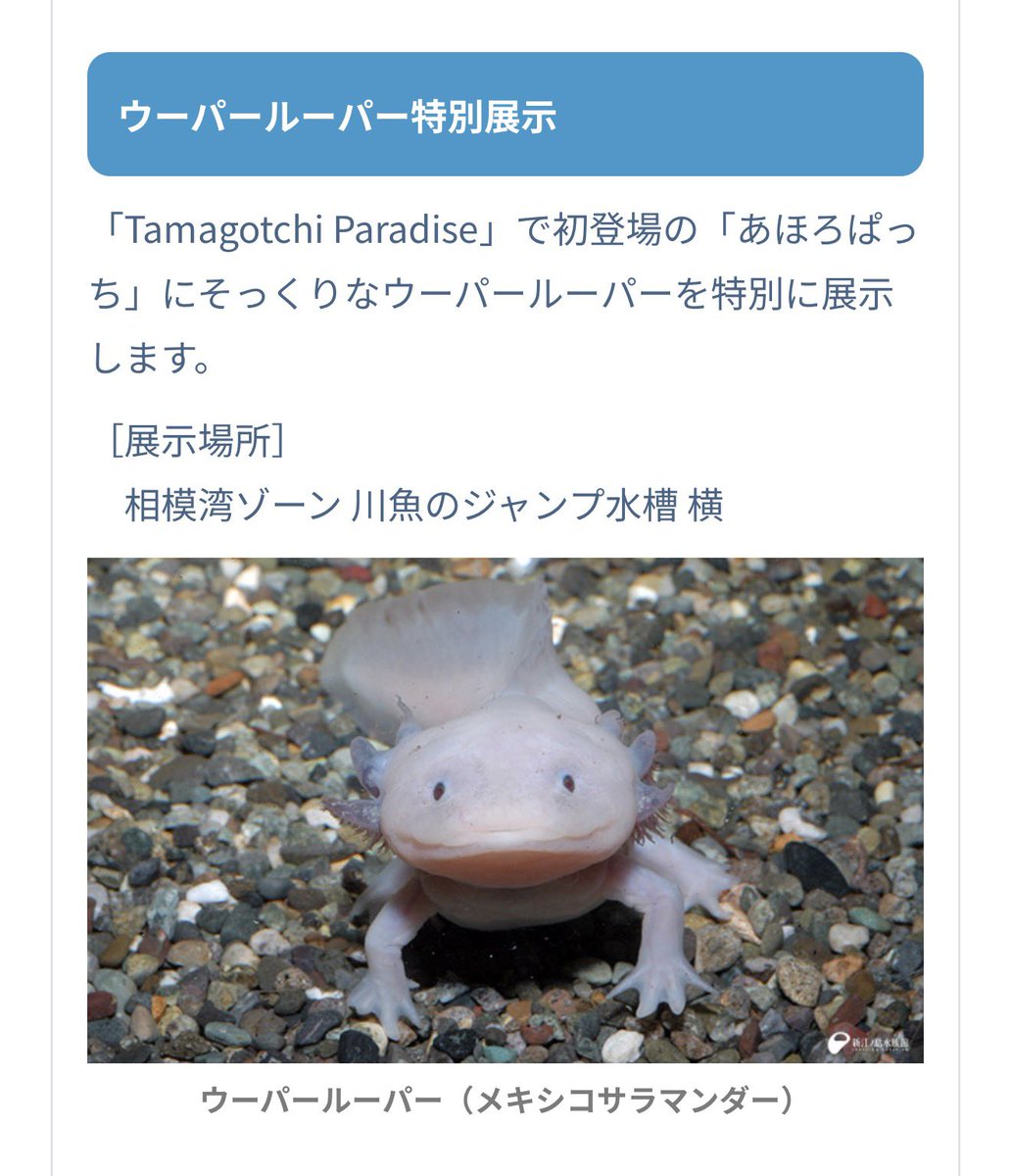 ダイコン🥑 tweet media