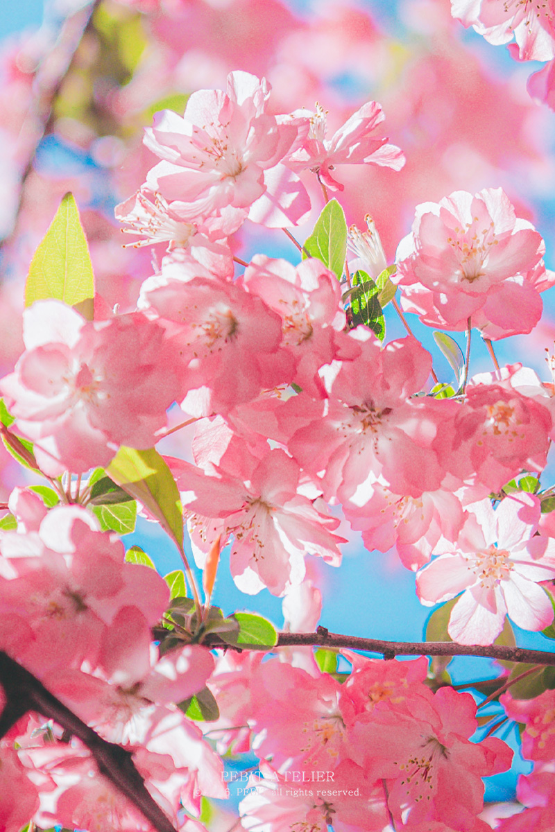 ํ๋น tweet media