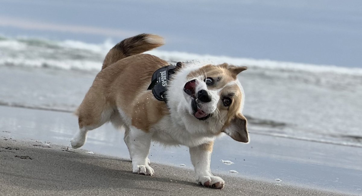 ニース＠メインΩ tweet media