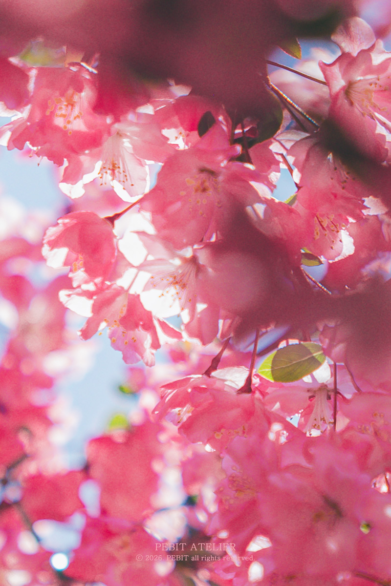 ํ๋น tweet media