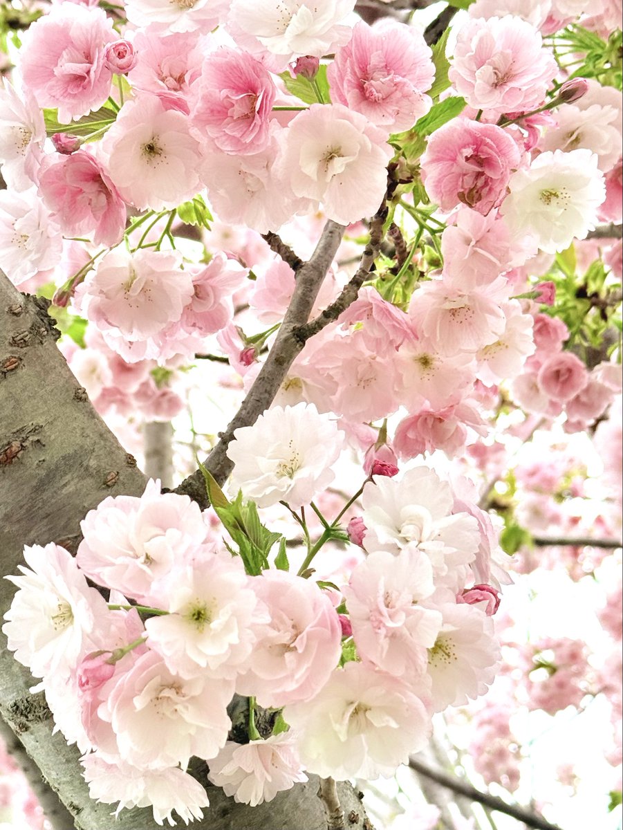 りんごちゃん tweet media