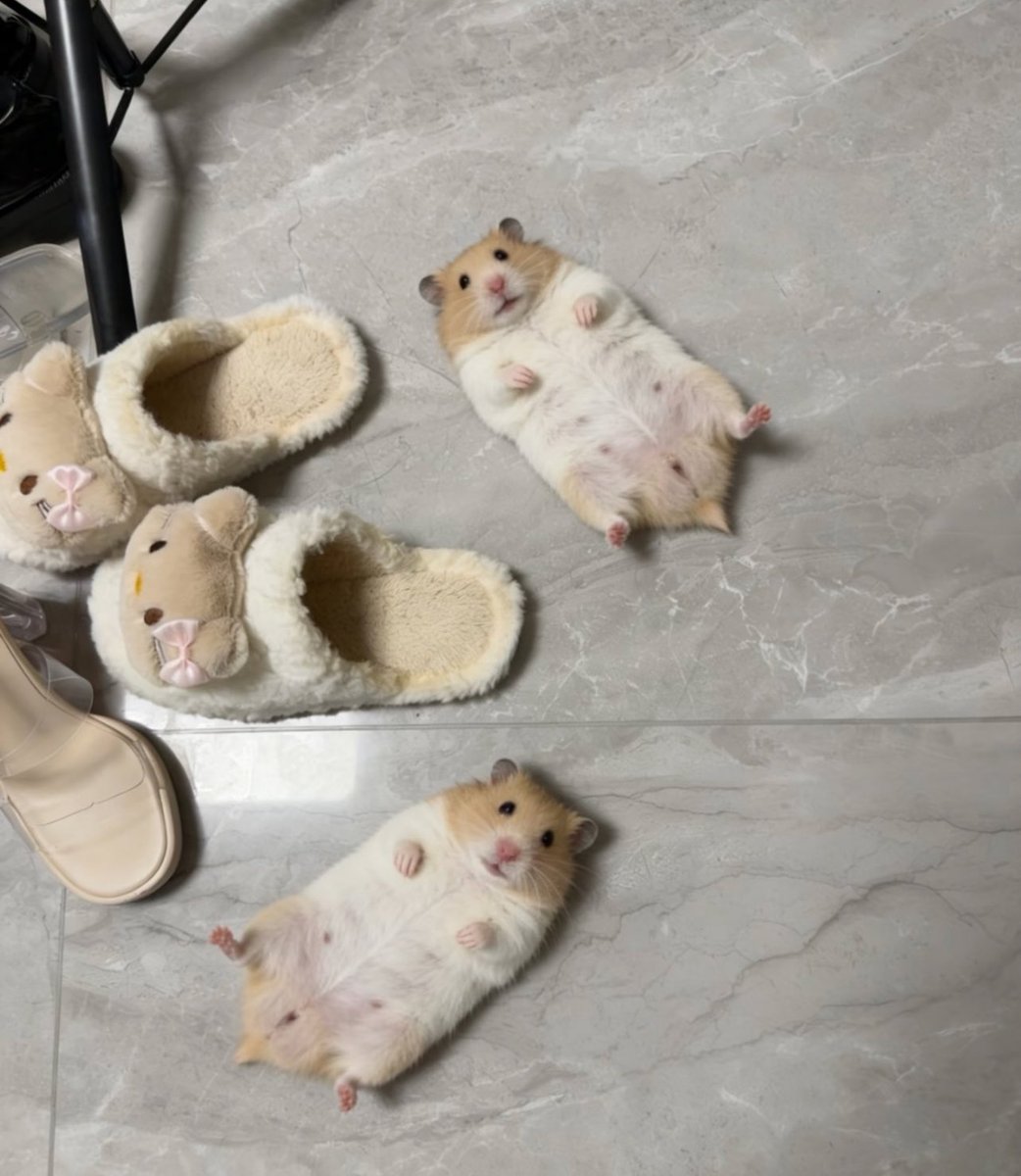 犬しか勝たん tweet media