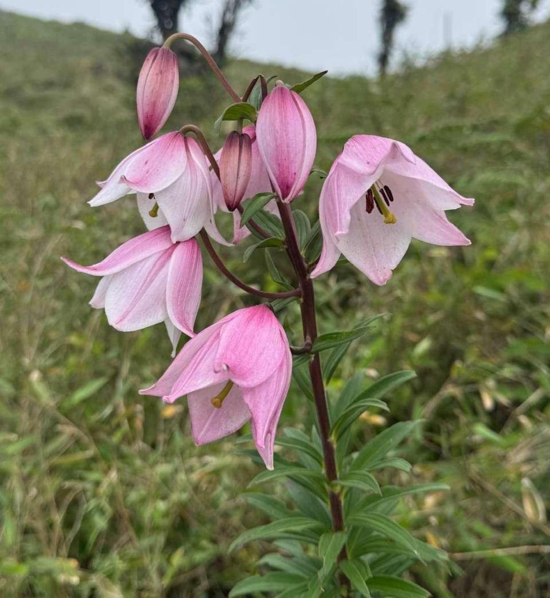 Temjen Imna Along tweet media