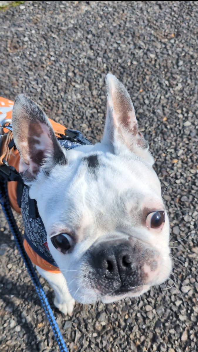 yasuhiko shimizu tweet media