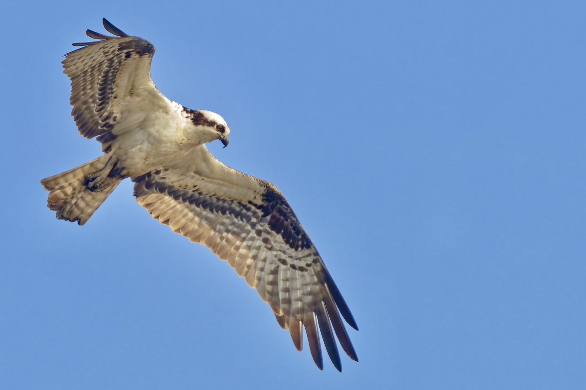 EJ Bartolazo tweet media