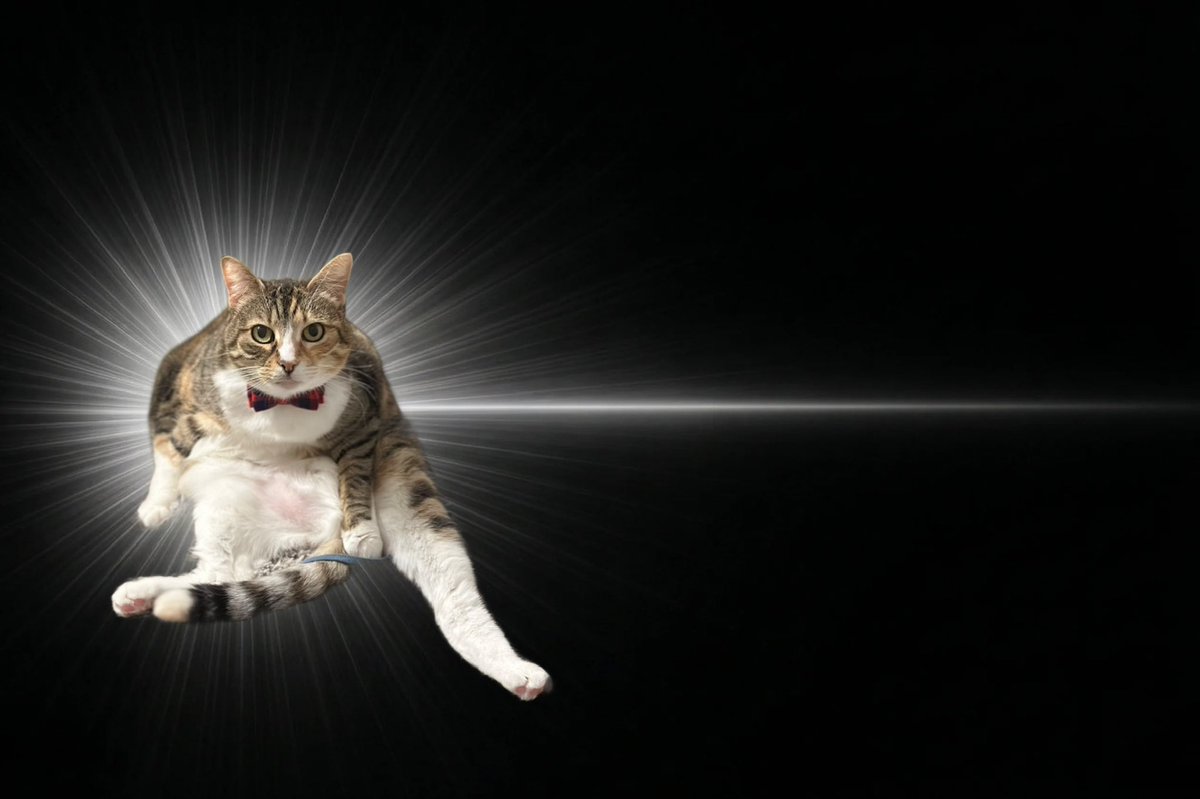 toto＊mamima猫に温泉♨️ tweet media