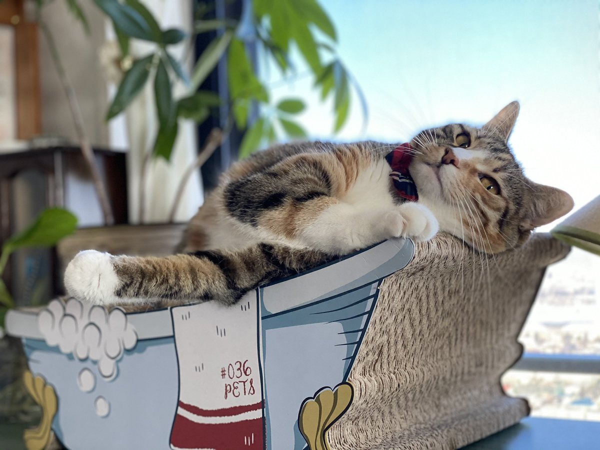 toto＊mamima猫に温泉♨️ tweet media