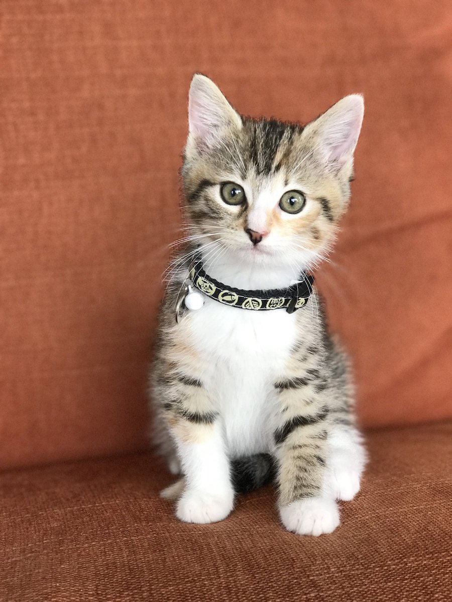 toto＊mamima猫に温泉♨️ tweet media