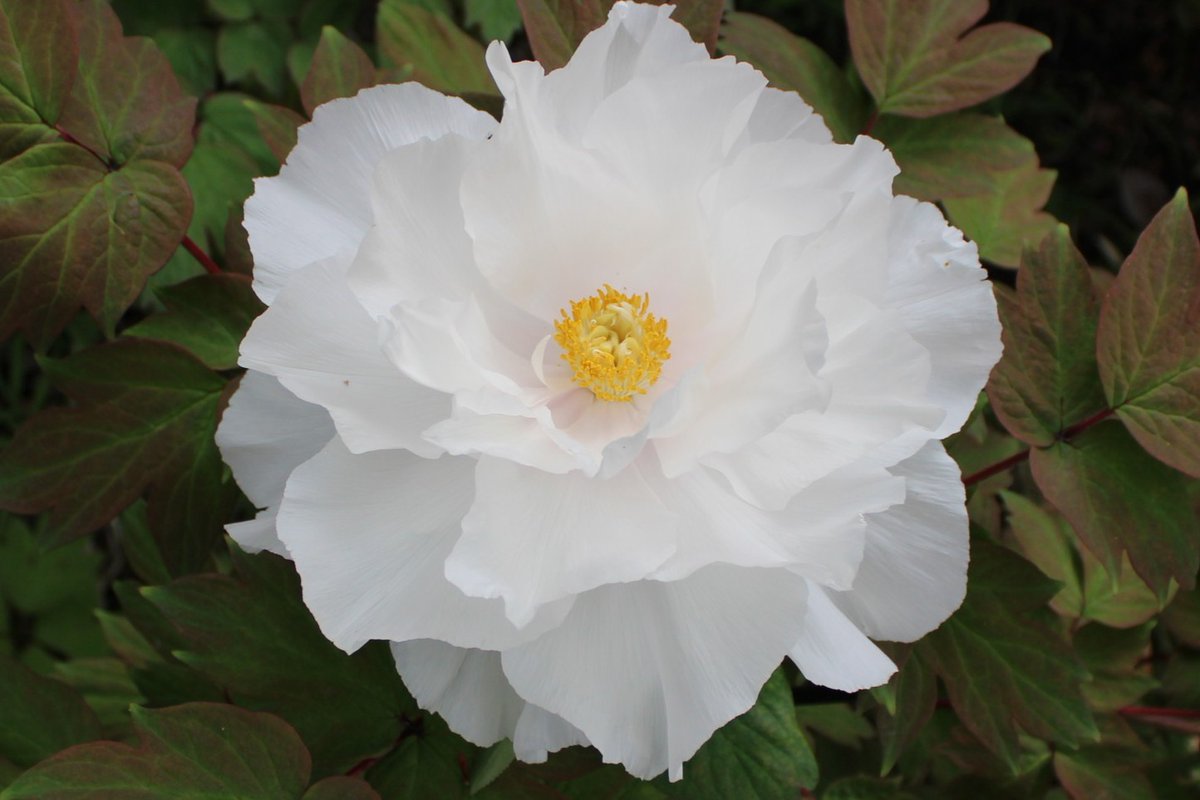 今日のイチオシは
#ボタン （牡丹）です。
今見ごろを迎えています。
花言葉は「王者の風格」「高貴」など。古くから中国では「百花の王」と称されています。まさに百花園にふさわしいお花ですね。
白い花びらは透き通るように見え、高貴な風格を漂わせている感じがします。