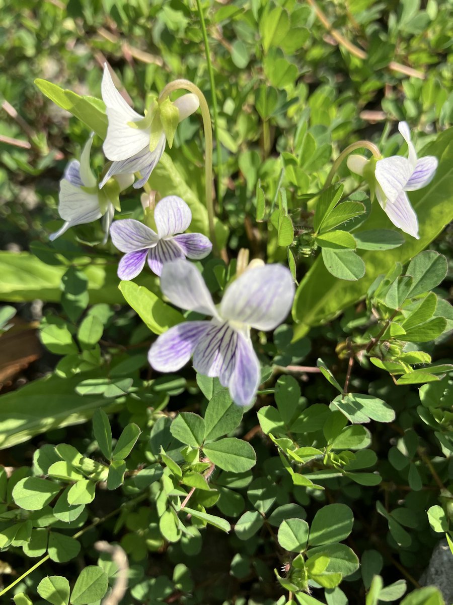 春ですよ、花が沢山咲いています