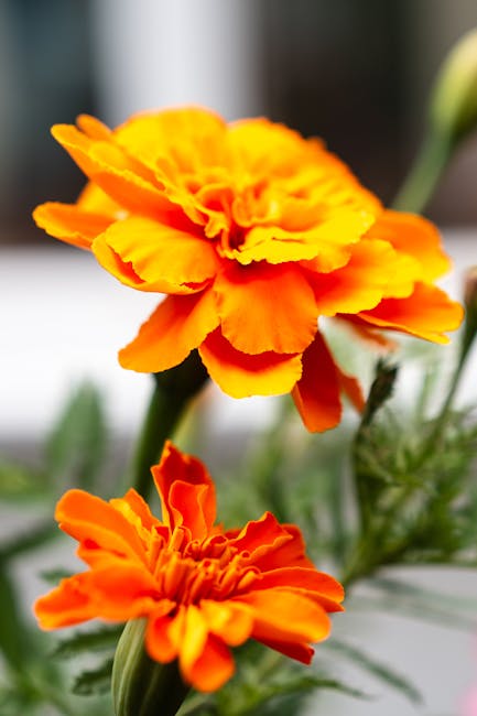 William Bernard tweet media