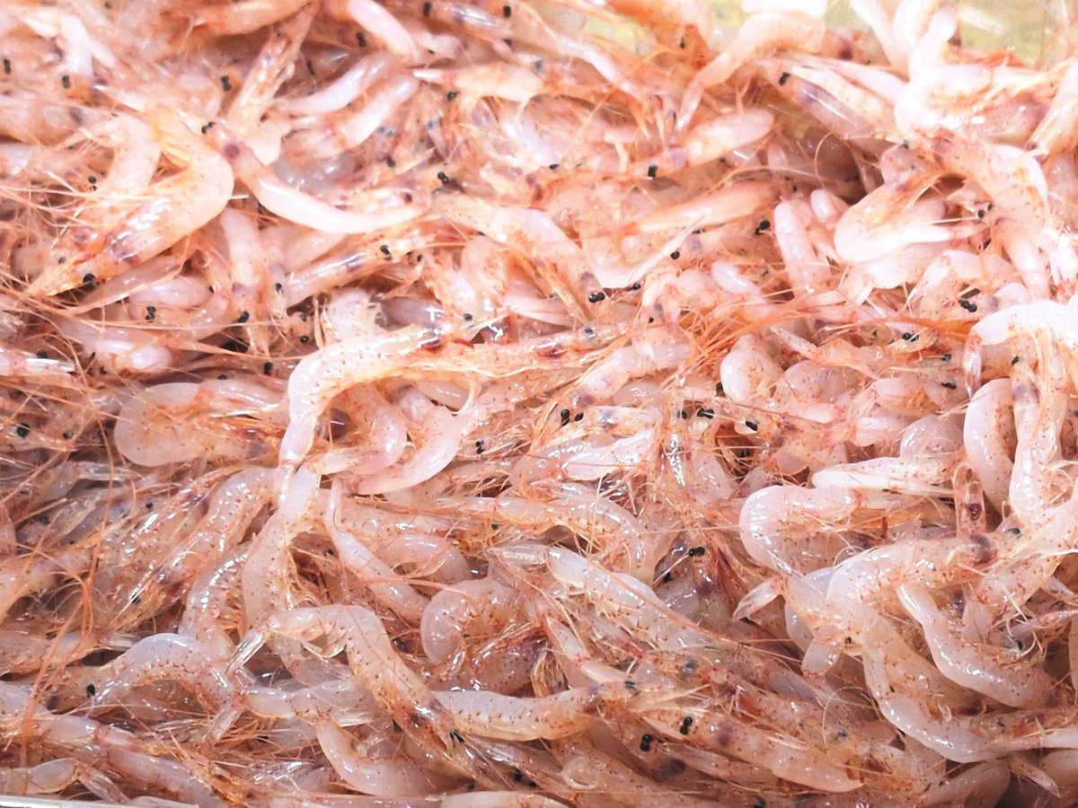 奥浜名湖 かねも鮮魚店の中の人 tweet media