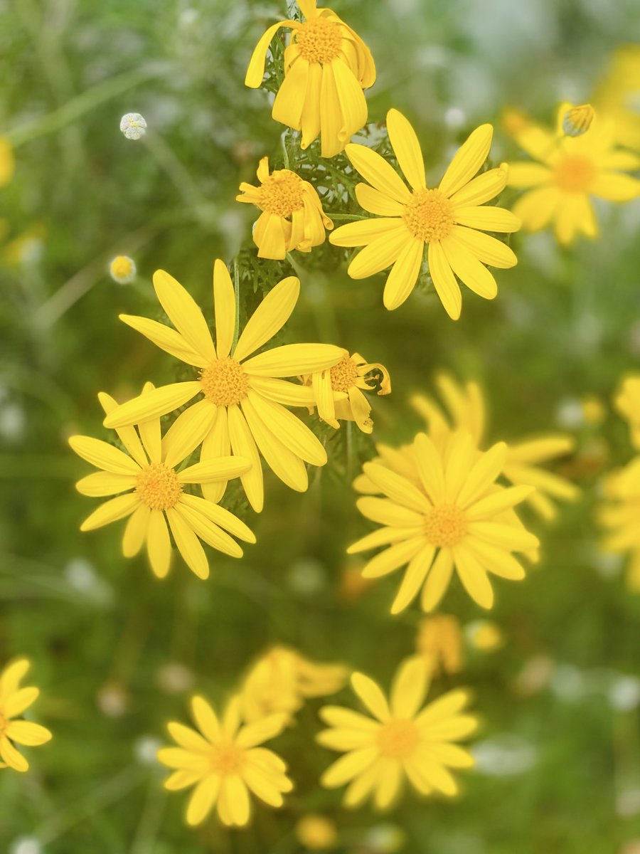 BØSS☆ぼす🐺🐴仔 tweet media