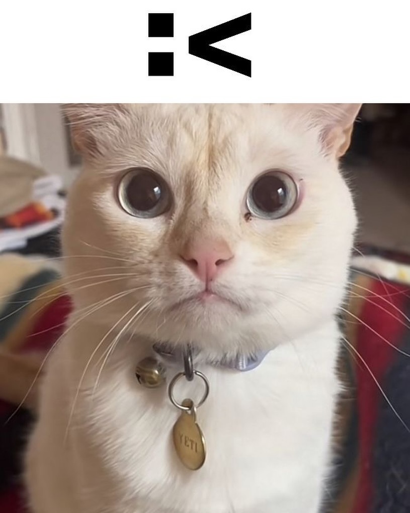 Punch Cat tweet media