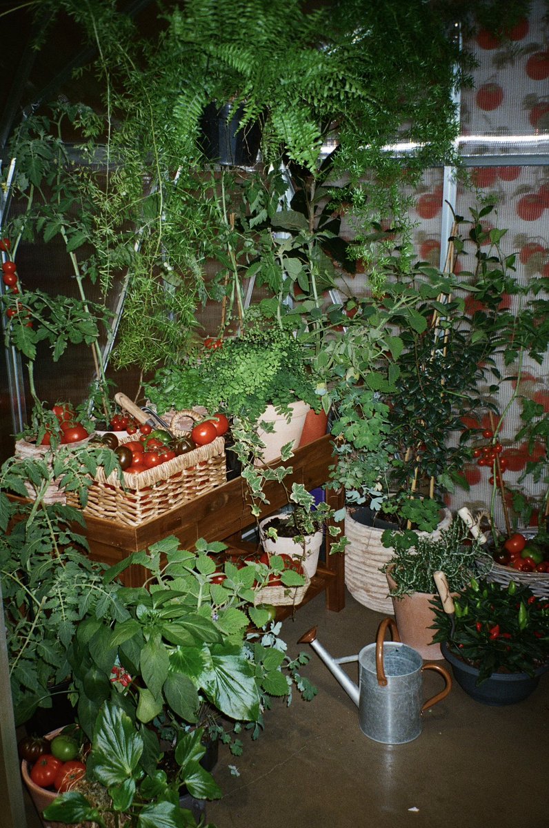 cailin 🥀 tweet media