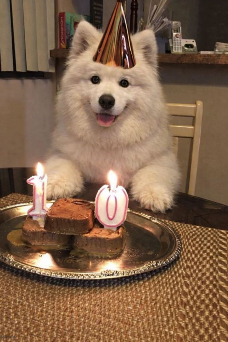 Animal Lover tweet media