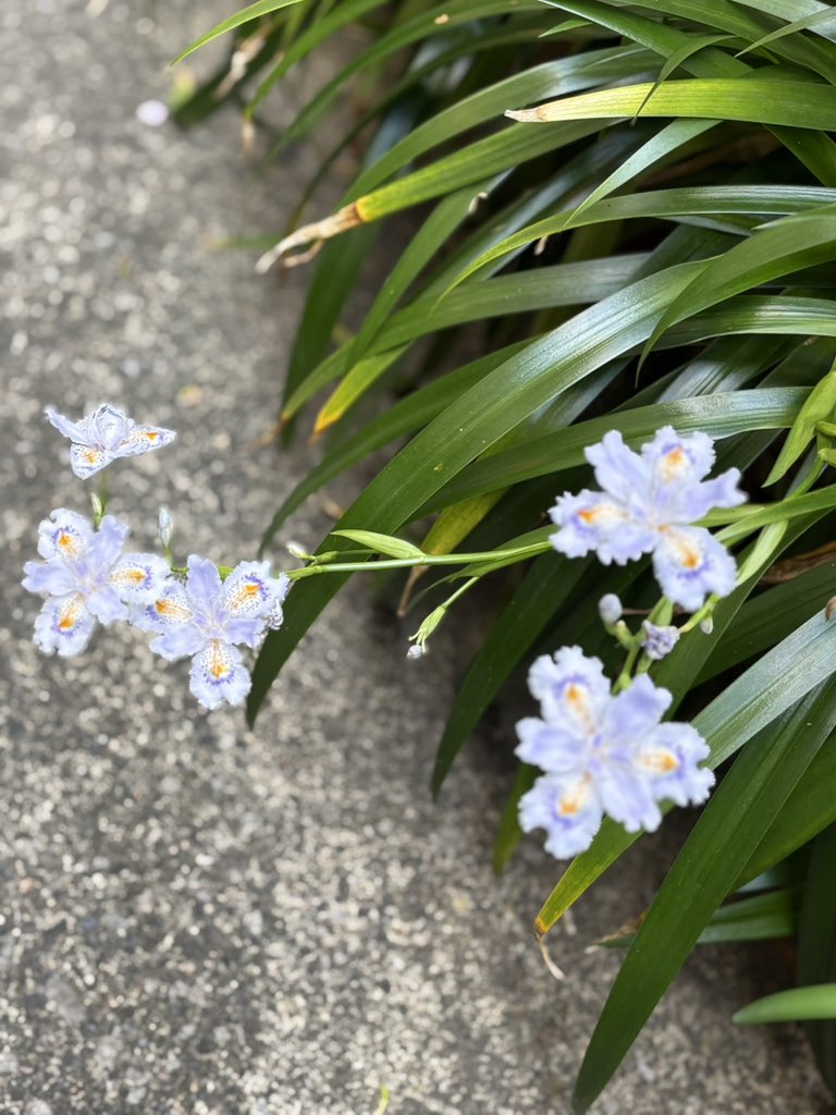 助川 太郎　𝕋𝕒𝕣𝕠 𝕊𝕦𝕜𝕖𝕘𝕒𝕨𝕒 tweet media