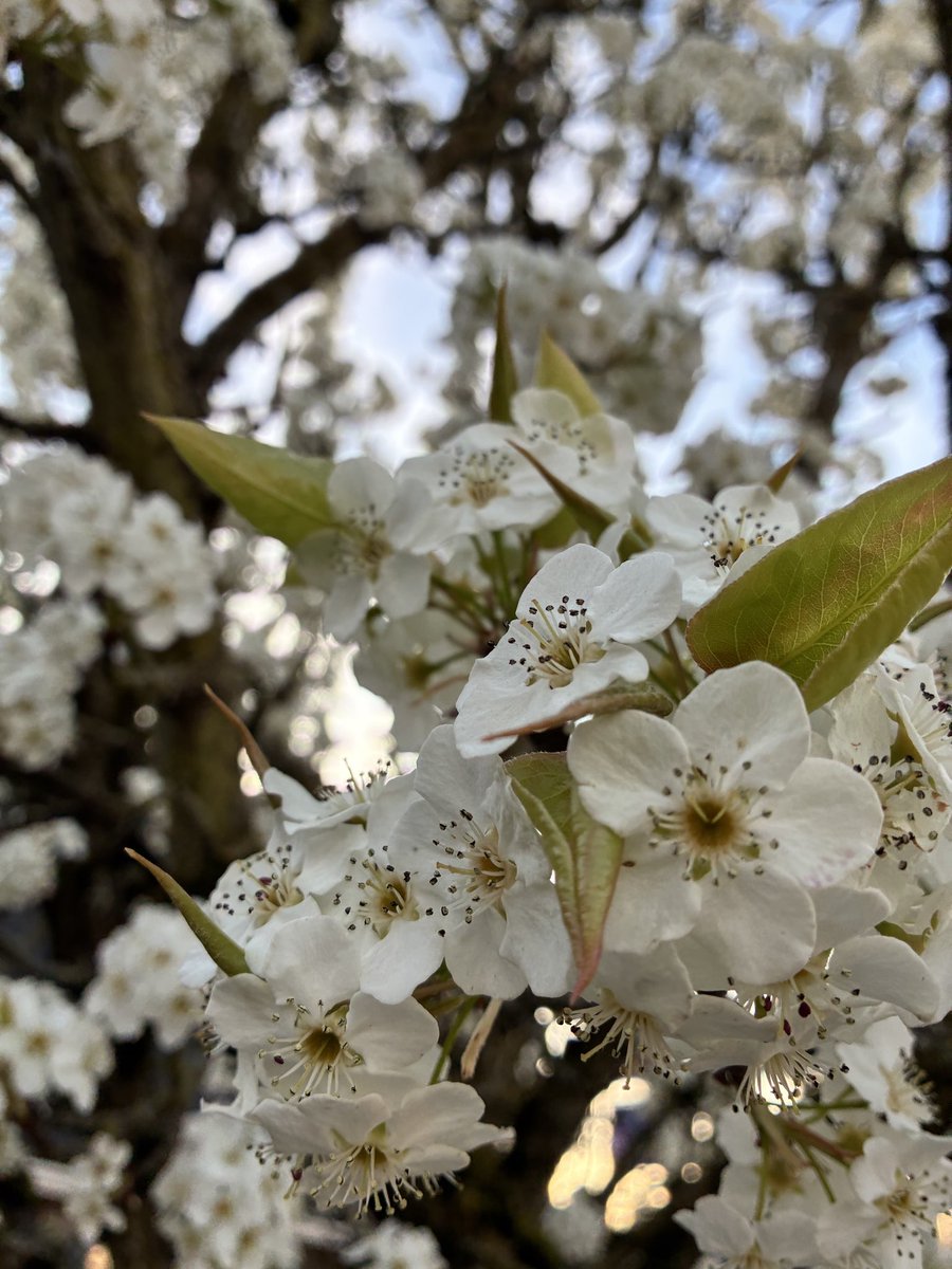 snow .ೃ࿔*:・ tweet media