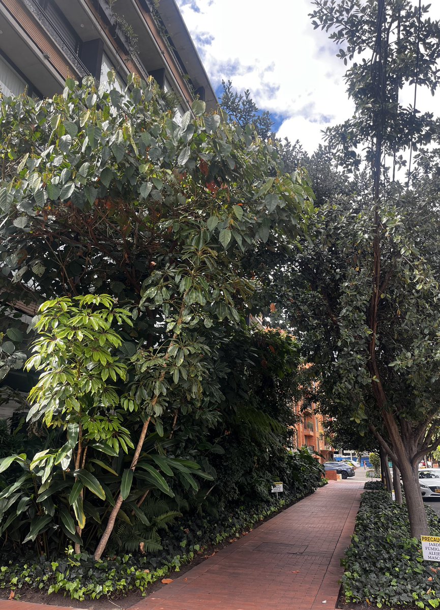 Santiago Bello tweet media