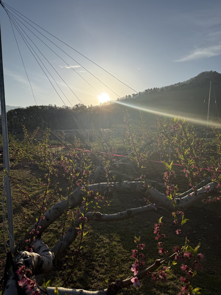 kusashio's tweet photo. 4月13日(月)おはようございます。ちょど朝日がでって来ました＼(^^)／朝は、ちょと肌寒が有りますが、日中は暑くなりそうです(^^;;天気予報どうり快晴になりそうです。本日の作業は桃の敵花作業を進めます♪ https://t.co/ouBmt7tnHW